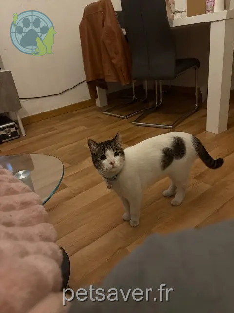chat reunited 65000 Tarbes Livai