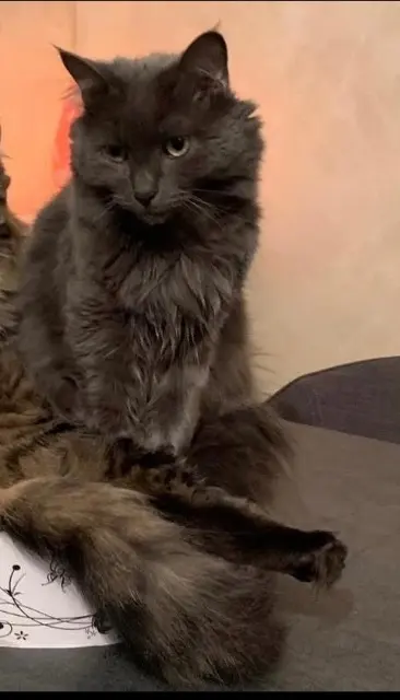 chat reunited   65350 Pouyastruc Maki