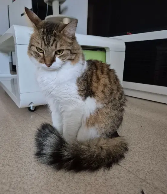 chat reunited   65000 Tarbes Munchi