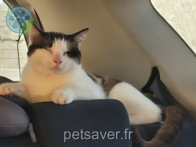 gato reunited 65330 Galan Zéphyr