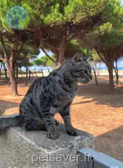 chat reunited 66750 Saint-Cyprien Caidan