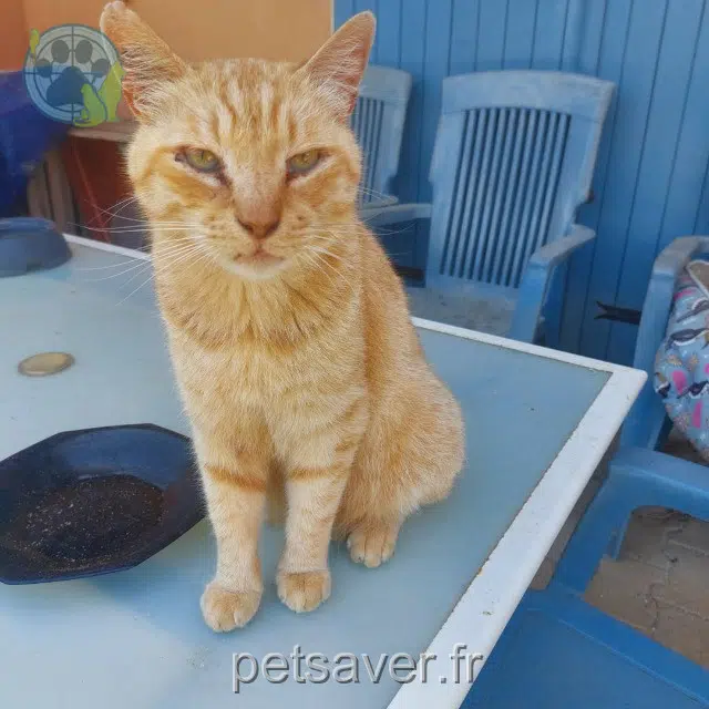 chat reunited 66440 Torreilles Chaton