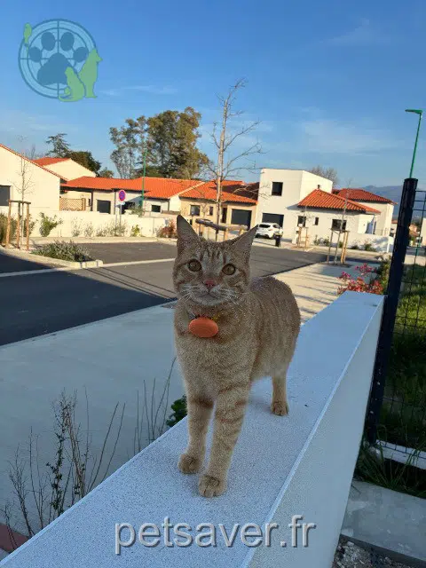 gato reunited   66300 Saint-Jean-Lasseille Ekko