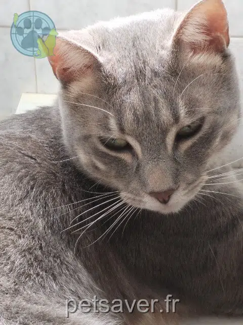 chat reunited 66300 Ponteilla Heli