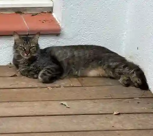 Chat Trouvé 66 Pyrénées-Orientales - Lucky Chat Trouvé 66 Pyrénées-Orientales - Lucky