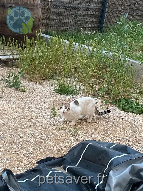 chat reunited   66430 Bompas Mimi