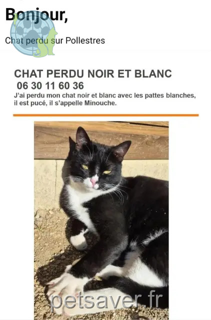 chat reunited   66450 Pollestres Minouche