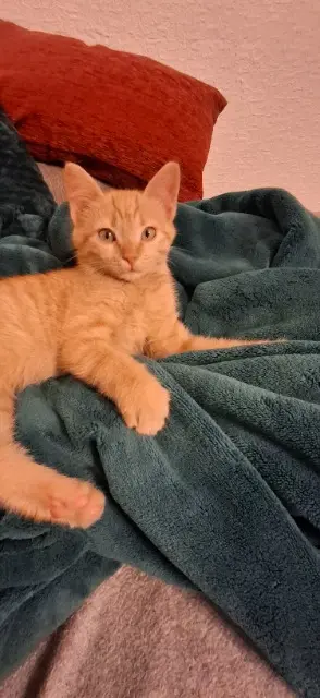 chat reunited   66160 Le Boulou Nuggets