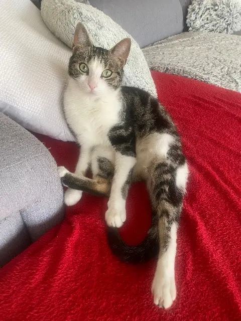 chat reunited   66430 Bompas Olby