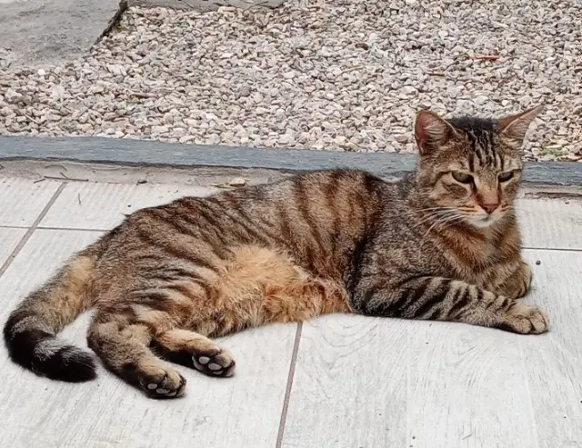chat reunited   66600 Peyrestortes Osis