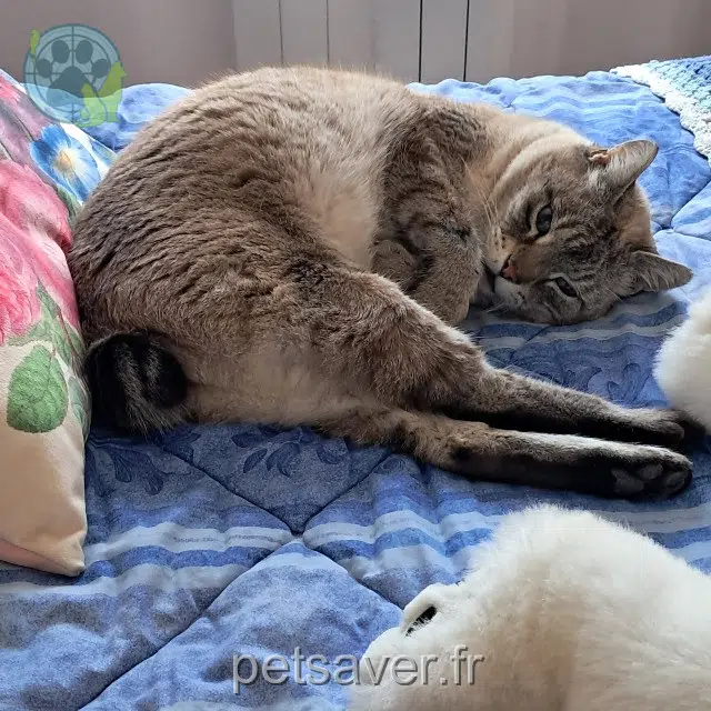 cat reunited    Perpignan Chouchou