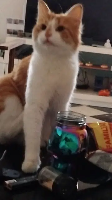 chat reunited    Perpignan Pickatchu