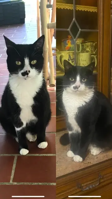 chat reunited    Perpignan Post-it