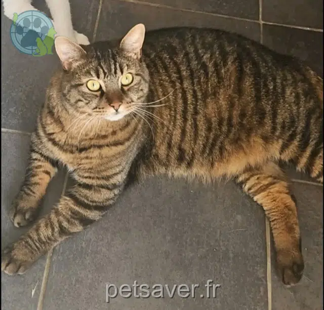 chat reunited Perpignan Simba