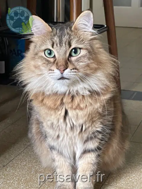 chat reunited    Perpignan Simba