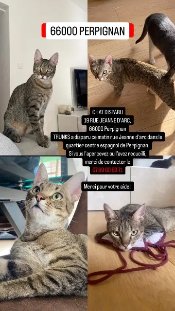 chat reunited    Perpignan TRUNKS