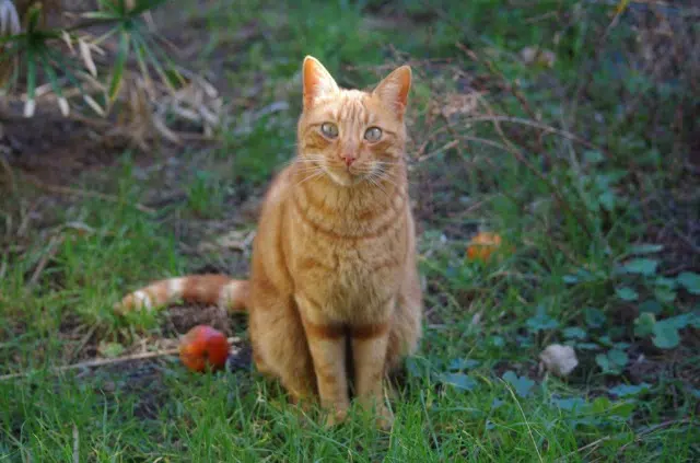 chat reunited   66250 Saint-Laurent-de-la-Salanque Popcorn