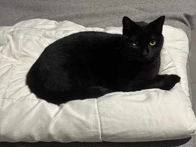 chat reunited   66200 Elne Rocket