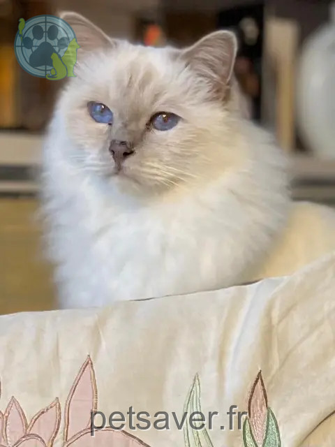 chat reunited   66250 Saint-Laurent-de-la-Salanque Rêveur