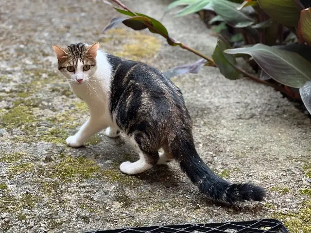 chat reunited   66750 Saint-Cyprien Scouty