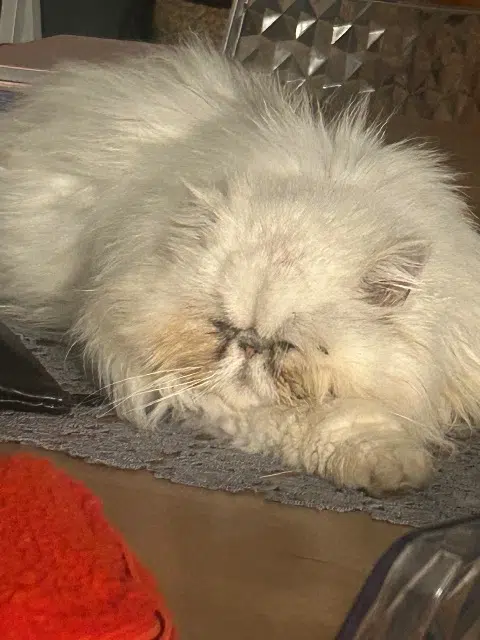 chat reunited   66280 Saleilles Seraphin