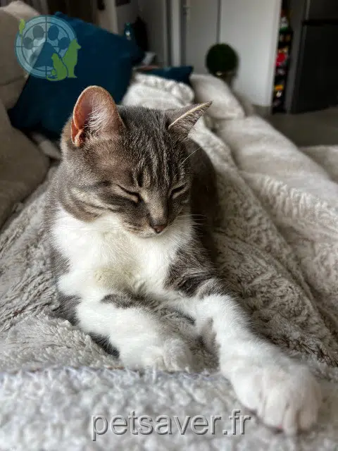 chat reunited   66280 Saleilles Sid