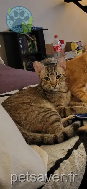 gato reunited   66600 Rivesaltes Tigrou