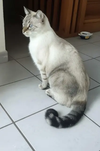 chat reunited   66290 Cerbère Voyou