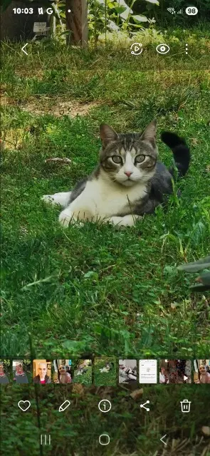 chat reunited   66240 Saint-Estève Yoda