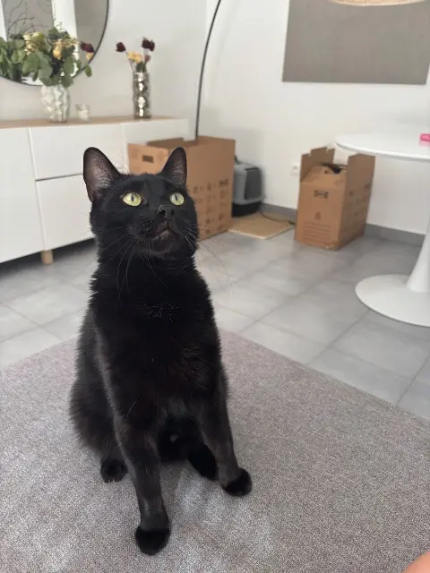 chat reunited   67700 Saverne Bagheera