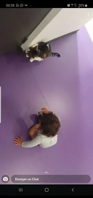 chat reunited   67300 Schiltigheim Bidouche