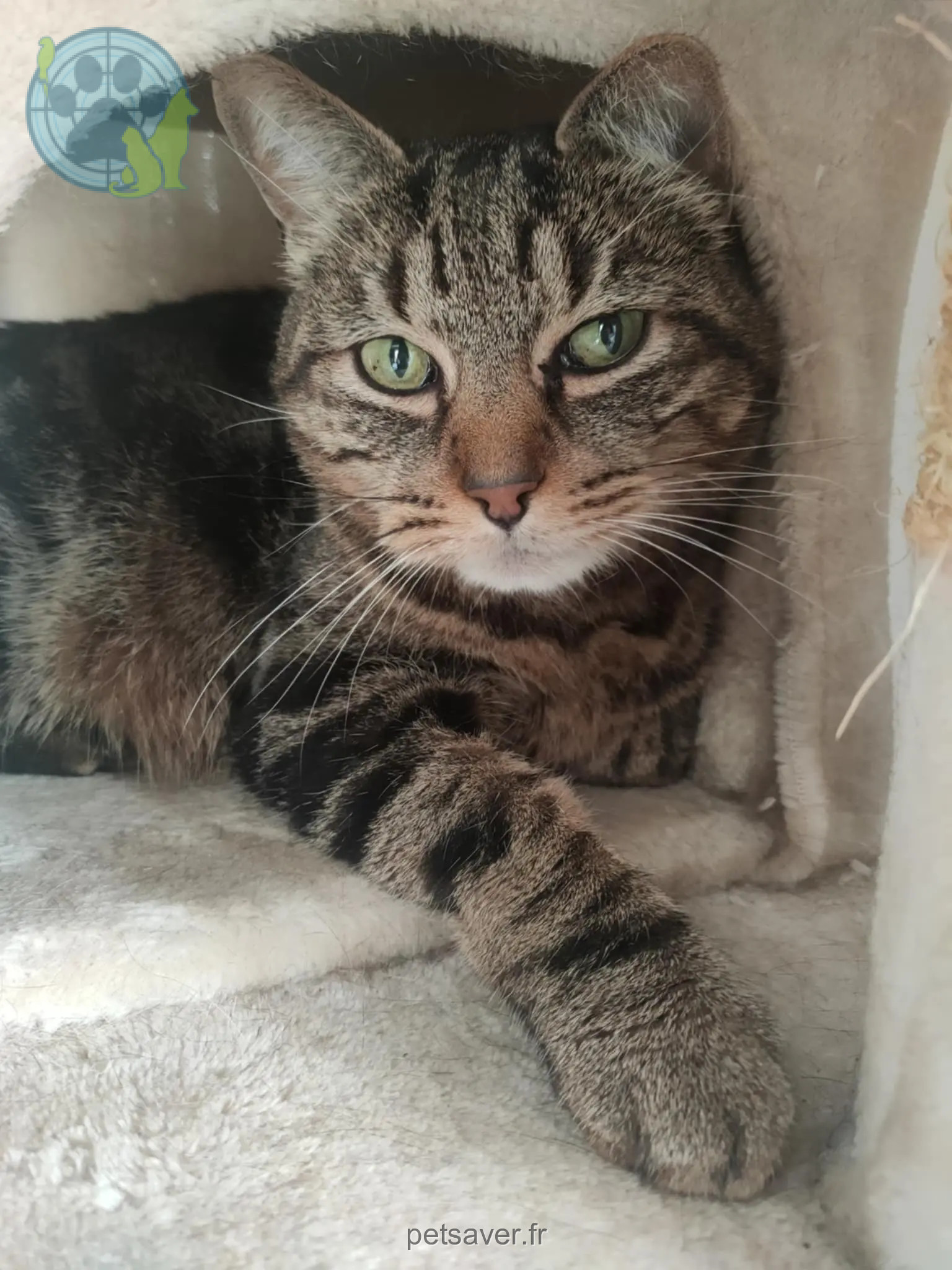 Chat Perdu 67 Bas-Rhin - Bobbi Chat Perdu 67 Bas-Rhin - Bobbi