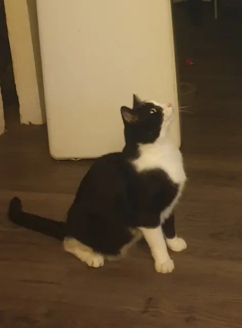 chat reunited   67610 La Wantzenau Bonhomme