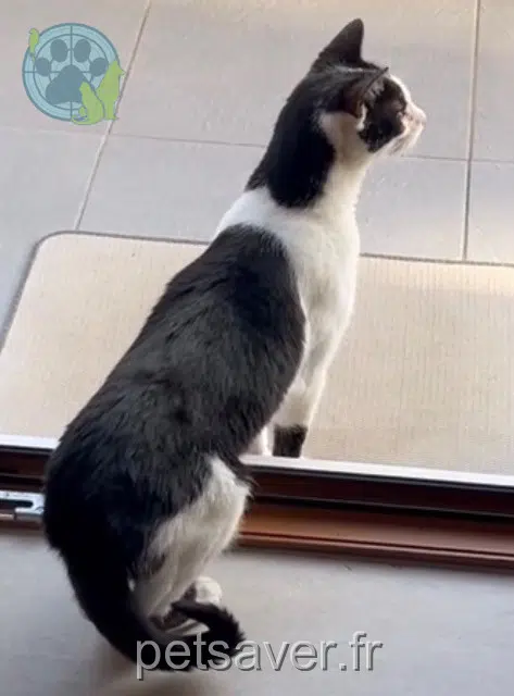 chat reunited 67310 Dahlenheim Casius