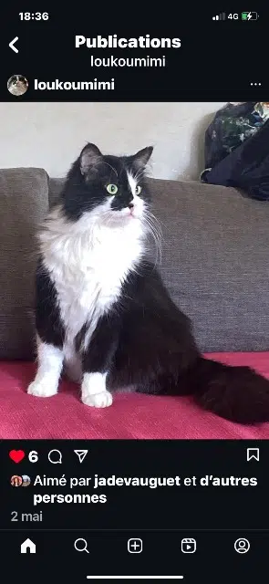 chat reunited   67460 Souffelweyersheim Charlie