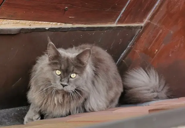chat reunited   67870 Bischoffsheim clark