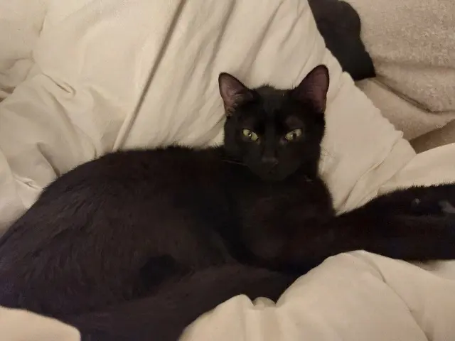 chat reunited   67300 Schiltigheim Comte