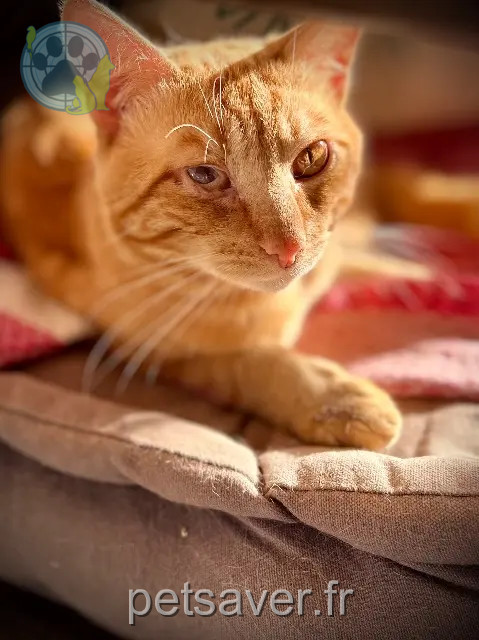 chat reunited   67130 Schirmeck Cookie