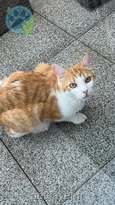 Chat Perdu 67 Bas-Rhin - Curdy Chat Perdu 67 Bas-Rhin - Curdy