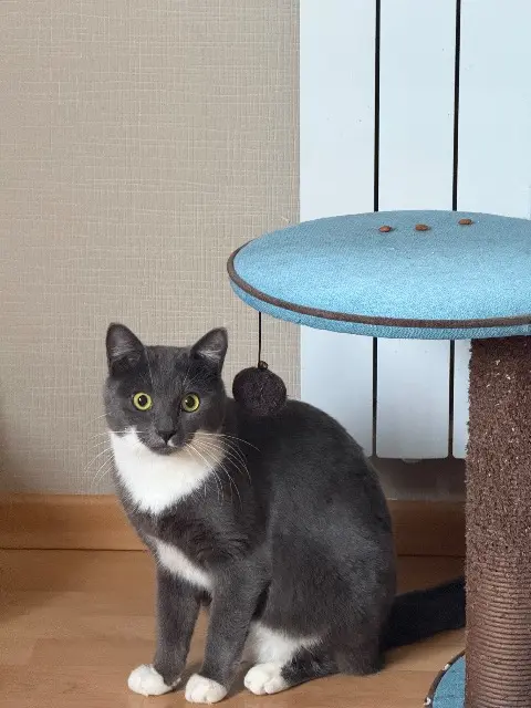 chat reunited   67560 Rosheim Eevee