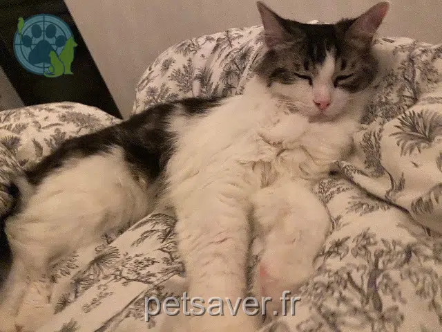 chat reunited   67116 Reichstett Floki