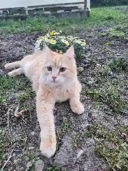 Chat Trouvé 67 Bas-Rhin - Gimli Chat Trouvé 67 Bas-Rhin - Gimli