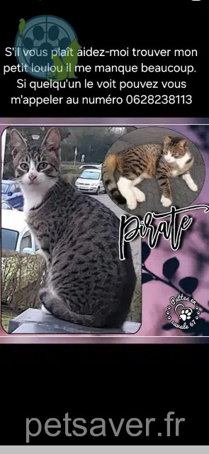 chat reunited   67380 Lingolsheim Goy