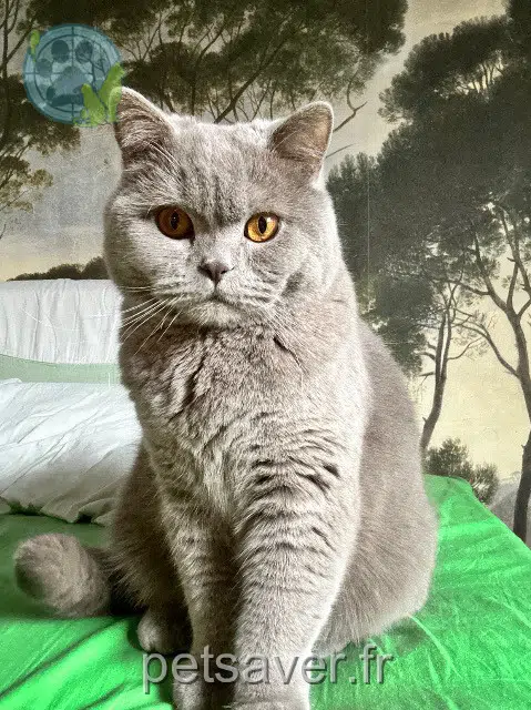 chat reunited   67310 Wasselonne Gus