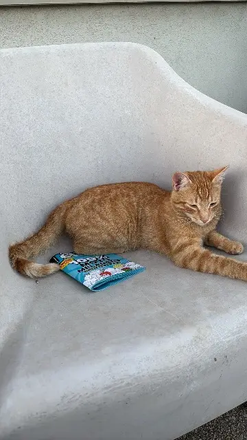 chat reunited   67320 Drulingen Hobi