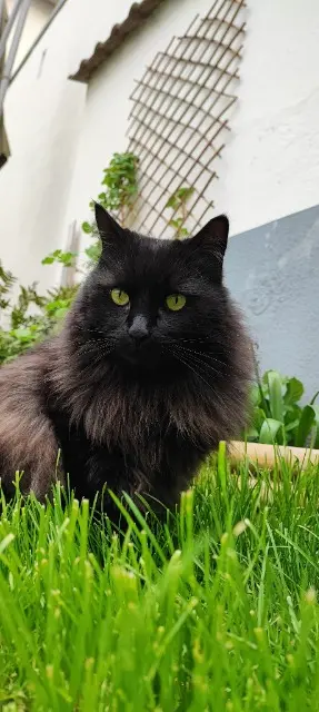 chat reunited   67300 Schiltigheim IOURI