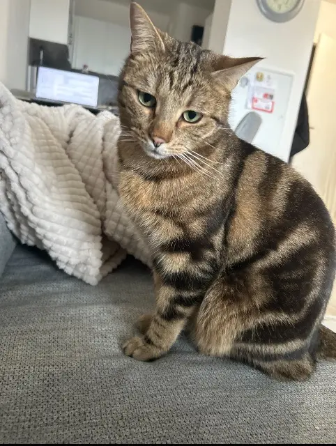 chat reunited   67600 Sélestat Loulou