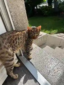 Chat Perdu 67 Bas-Rhin - Lucky Chat Perdu 67 Bas-Rhin - Lucky