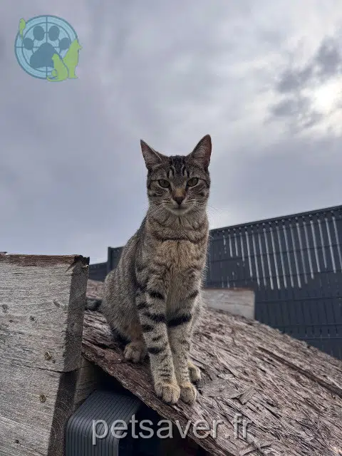 chat reunited   67390 Bootzheim Lumi