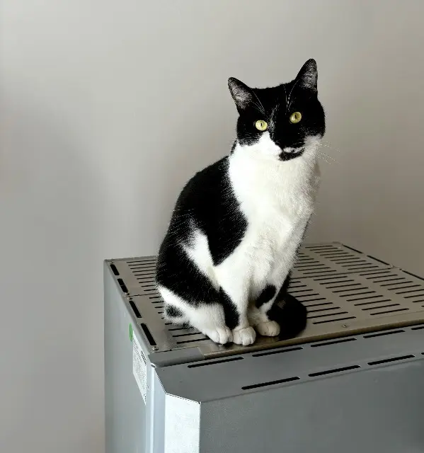 chat reunited   67610 La Wantzenau Macchiato